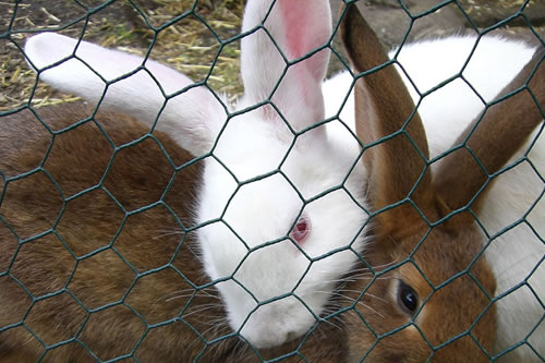 Poultry Netting